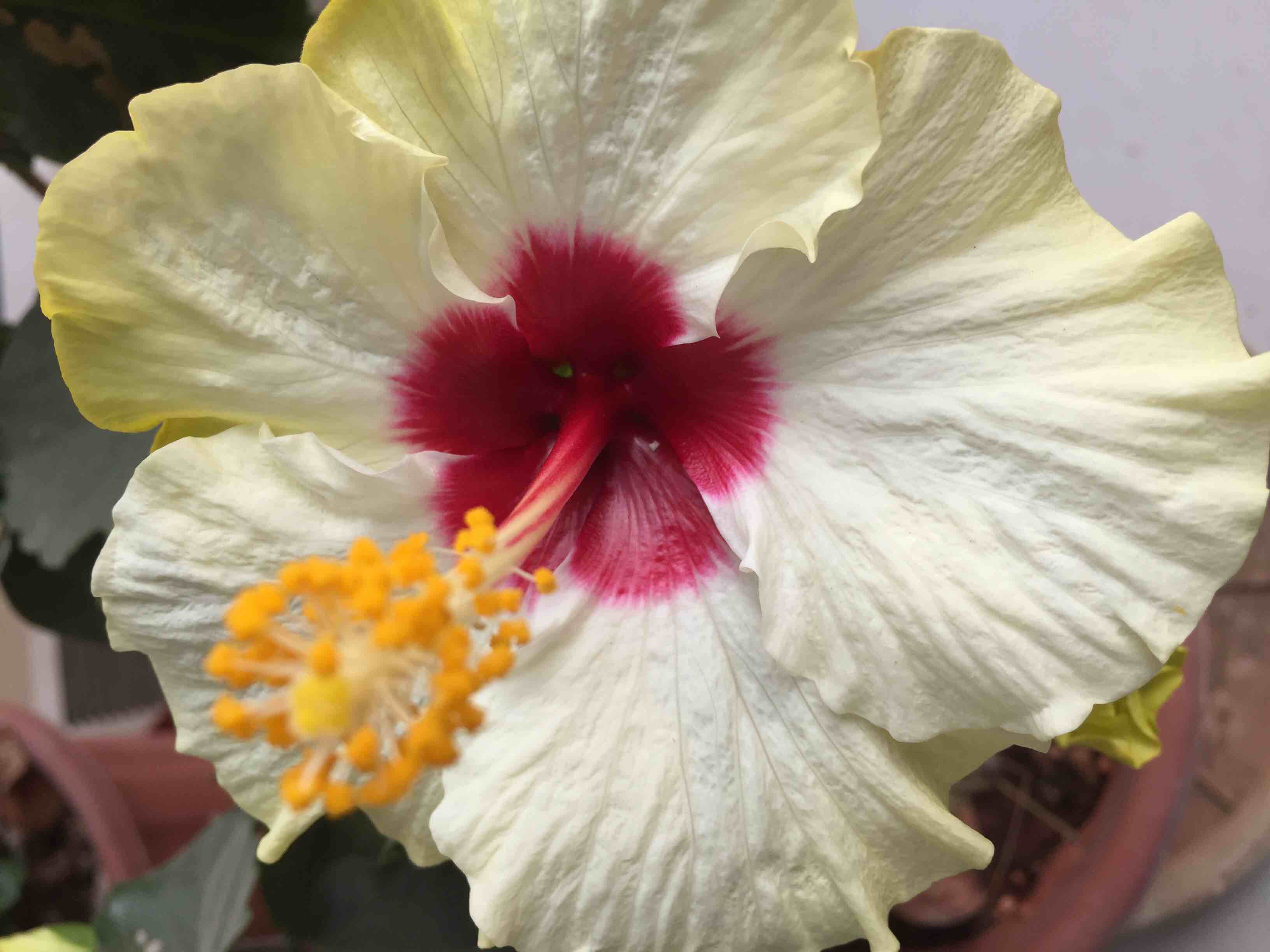 Manoshi Bhattacharya